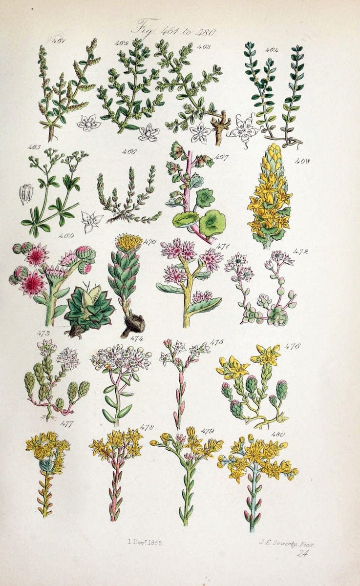 British wild flowers..London,J. Van Voorst,1876.. |  | Vintage Print Reproduction 465246