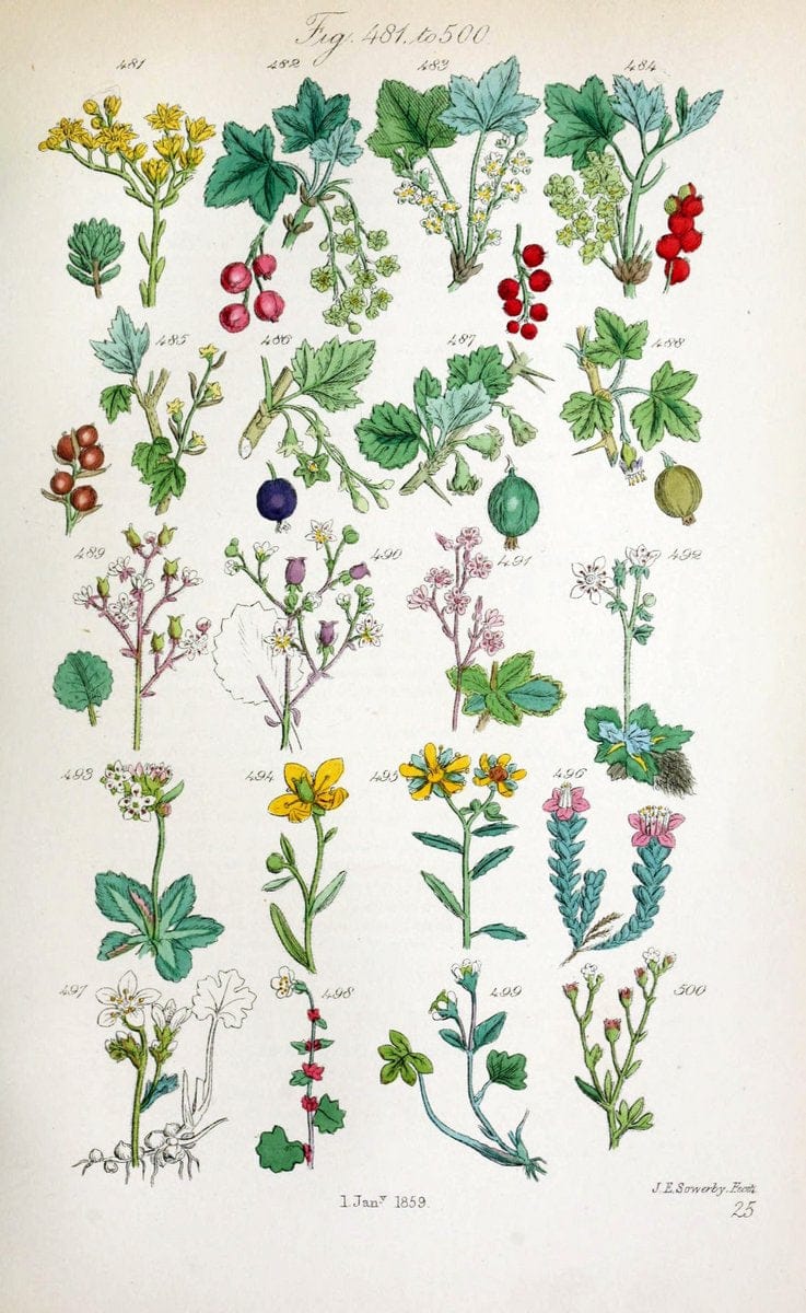 British wild flowers..London,J. Van Voorst,1876.. |  | Vintage Print Reproduction 465247