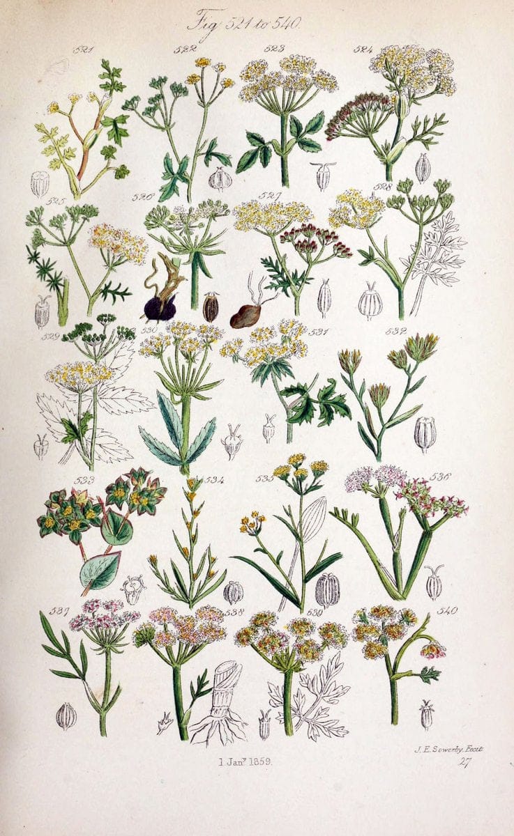 British wild flowers..London,J. Van Voorst,1876.. |  | Vintage Print Reproduction 465249