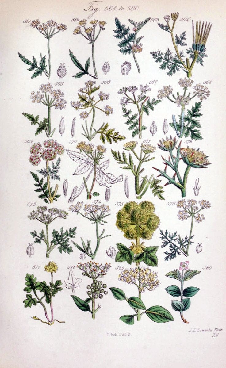British wild flowers..London,J. Van Voorst,1876.. |  | Vintage Print Reproduction 465251