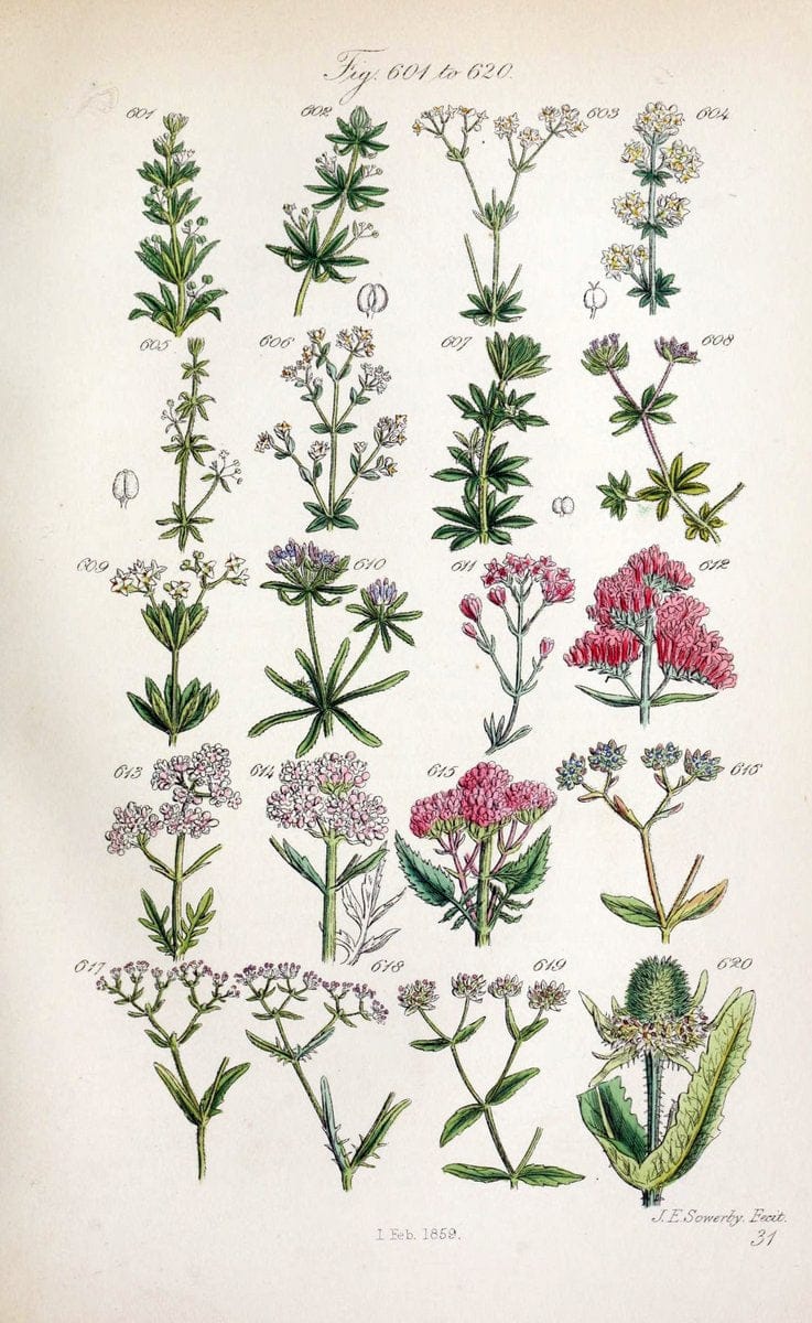 British wild flowers..London,J. Van Voorst,1876.. |  | Vintage Print Reproduction 465253