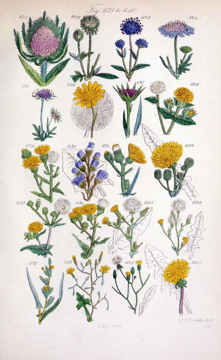 British wild flowers..London,J. Van Voorst,1876.. |  | Vintage Print Reproduction 465254