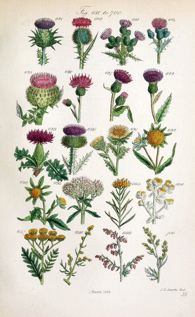 British wild flowers..London,J. Van Voorst,1876.. |  | Vintage Print Reproduction 465257