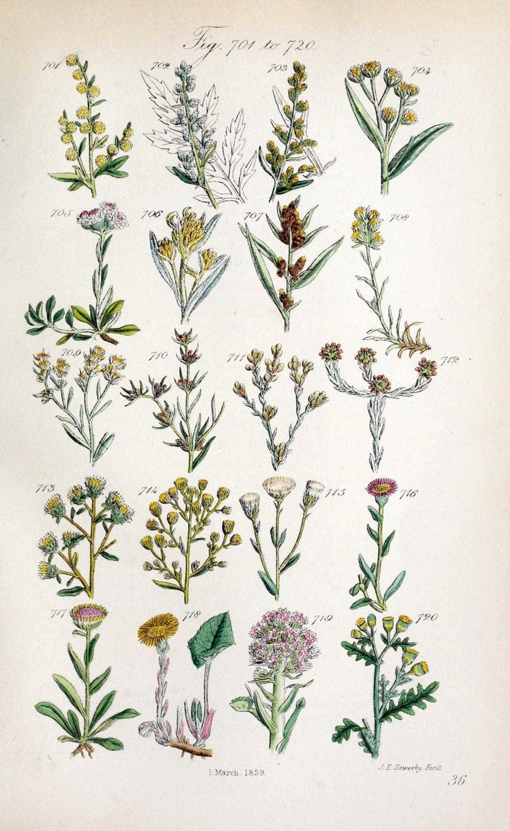 British wild flowers..London,J. Van Voorst,1876.. |  | Vintage Print Reproduction 465258