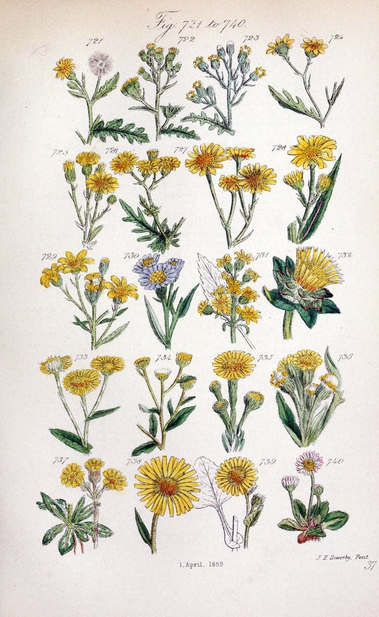 British wild flowers..London,J. Van Voorst,1876.. |  | Vintage Print Reproduction 465259