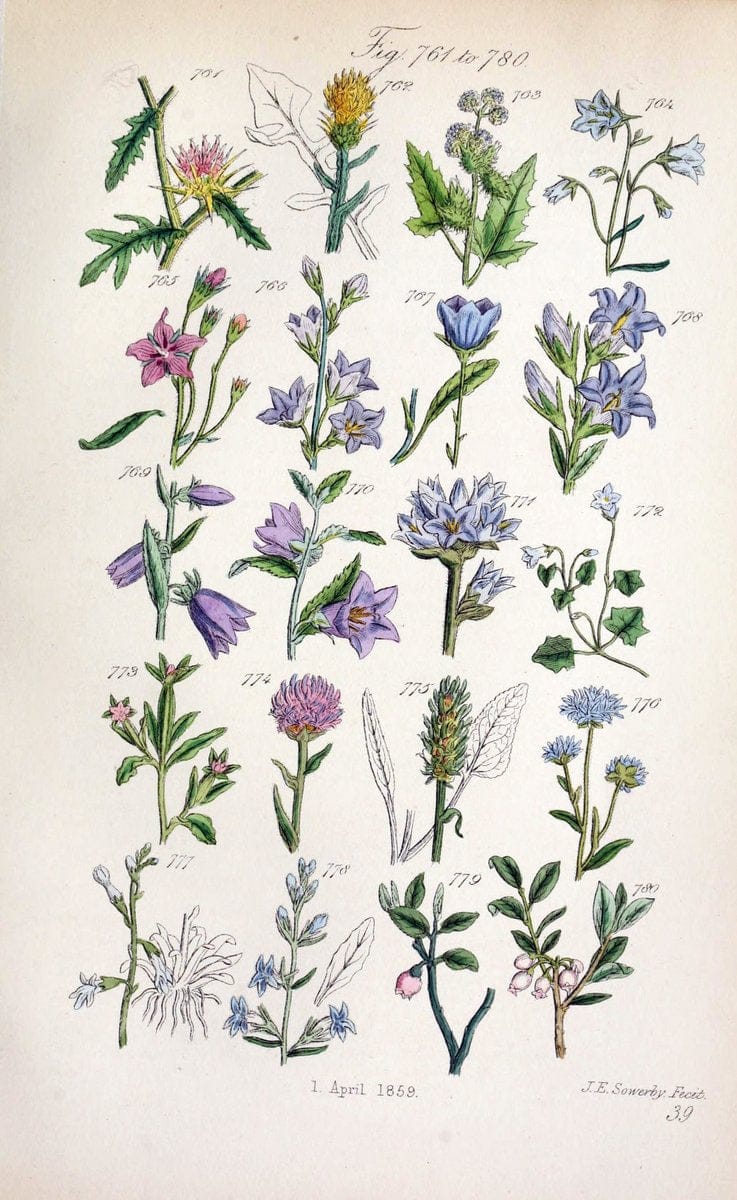 British wild flowers..London,J. Van Voorst,1876.. |  | Vintage Print Reproduction 465261