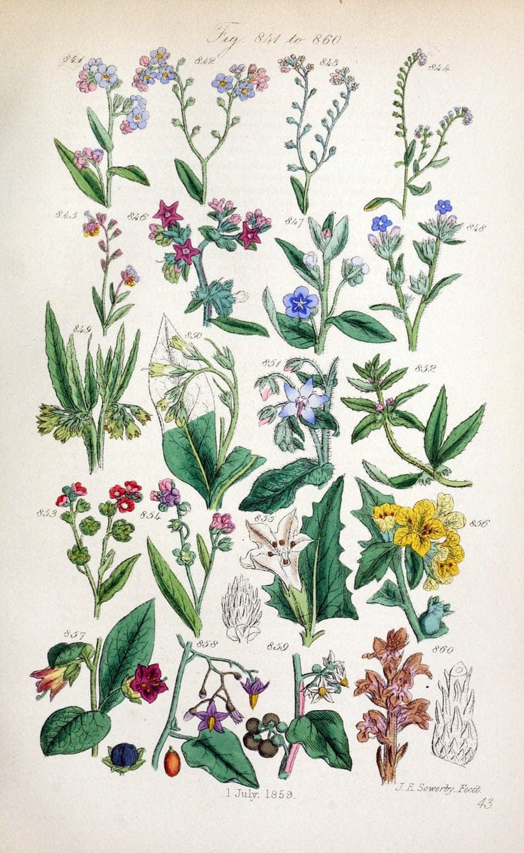 British wild flowers..London,J. Van Voorst,1876.. |  | Vintage Print Reproduction 465264