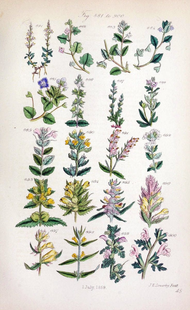 British wild flowers..London,J. Van Voorst,1876.. |  | Vintage Print Reproduction 465266
