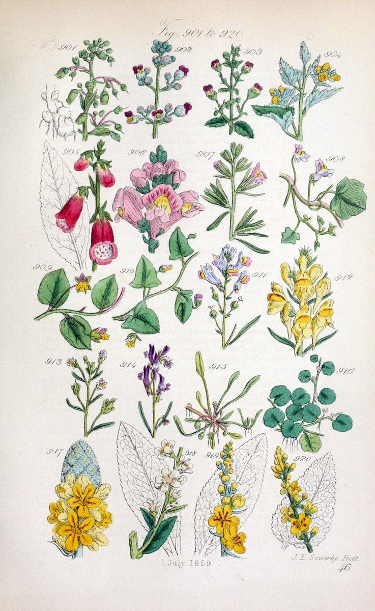 British wild flowers..London,J. Van Voorst,1876.. |  | Vintage Print Reproduction 465267