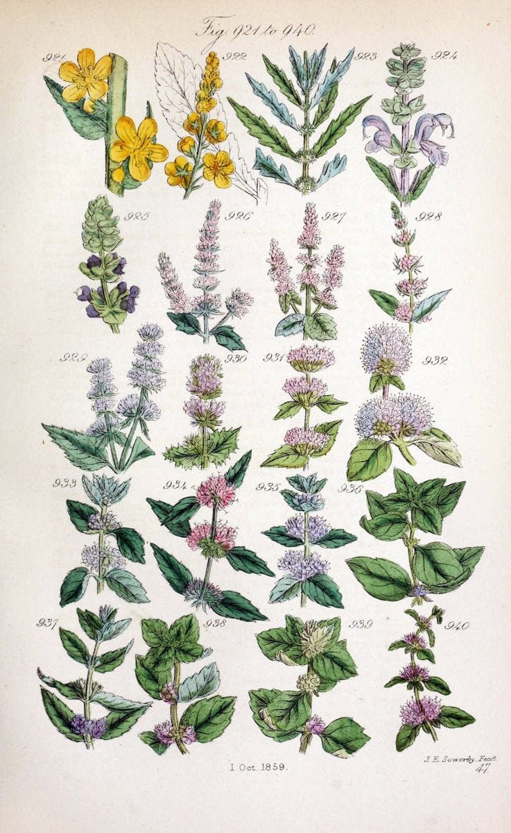 British wild flowers..London,J. Van Voorst,1876.. |  | Vintage Print Reproduction 465268