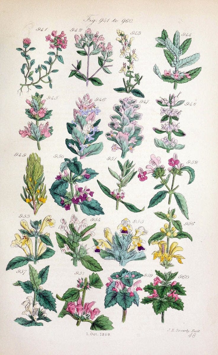 British wild flowers..London,J. Van Voorst,1876.. |  | Vintage Print Reproduction 465269
