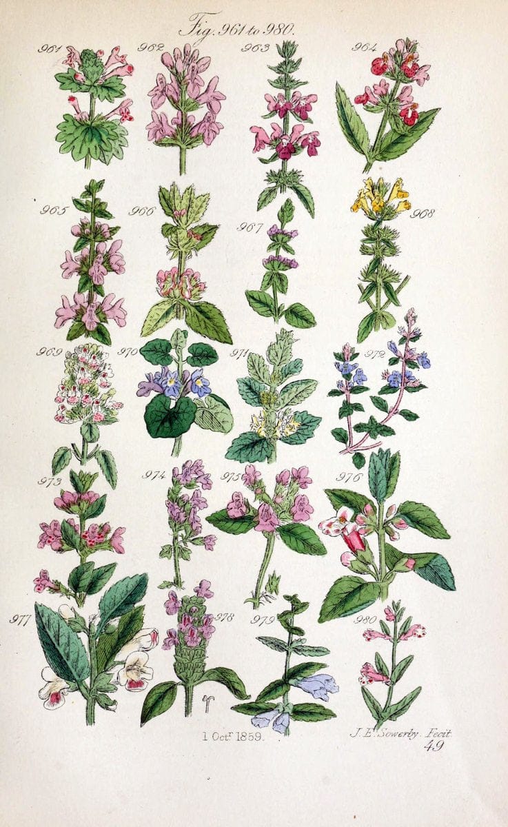 British wild flowers..London,J. Van Voorst,1876.. |  | Vintage Print Reproduction 465270