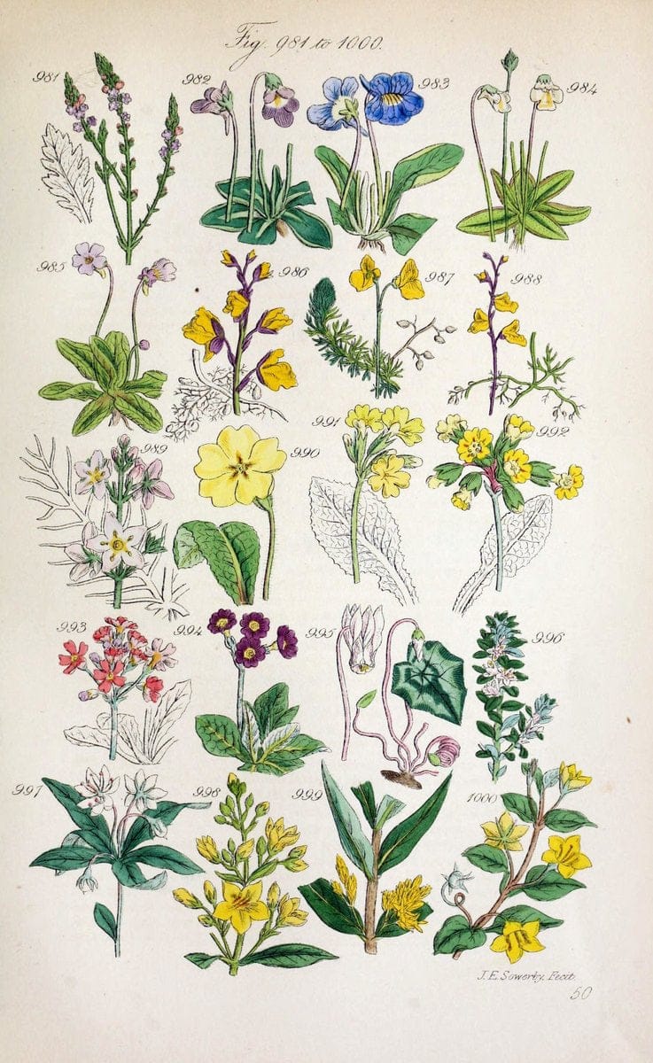 British wild flowers..London,J. Van Voorst,1876.. |  | Vintage Print Reproduction 465271