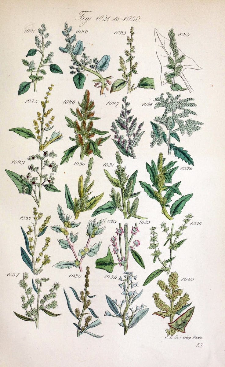 British wild flowers..London,J. Van Voorst,1876.. |  | Vintage Print Reproduction 465273