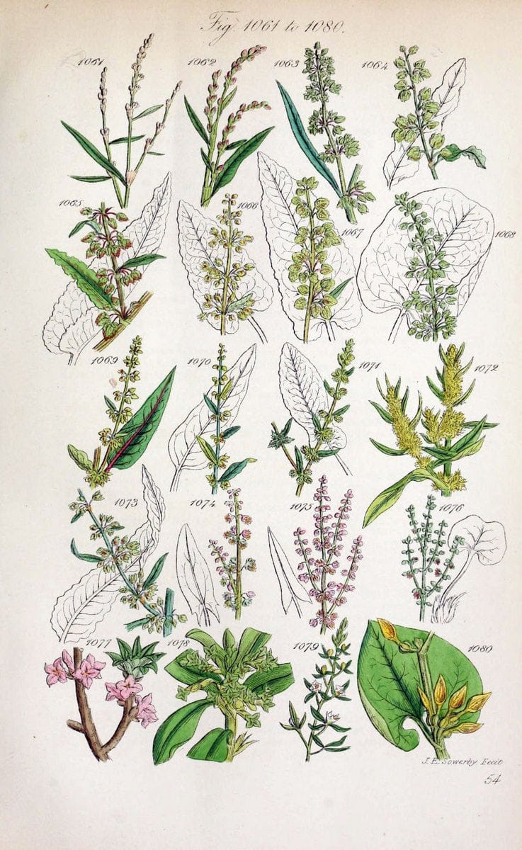 British wild flowers..London,J. Van Voorst,1876.. |  | Vintage Print Reproduction 465275