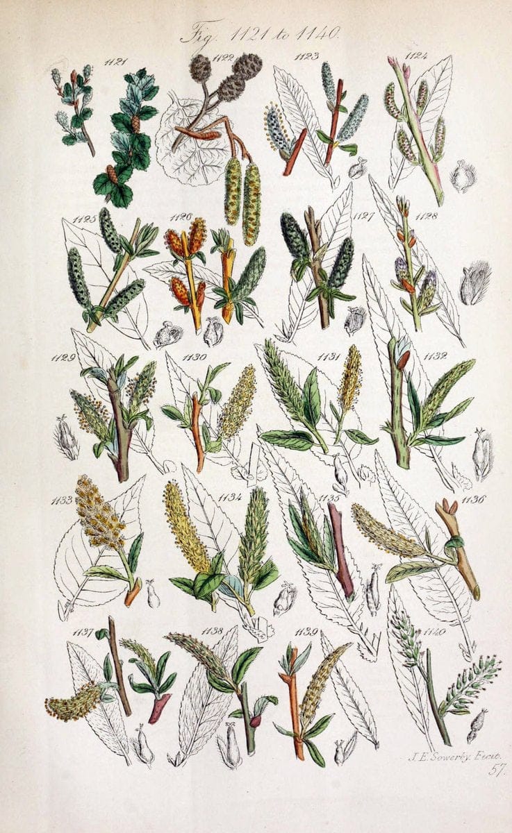British wild flowers..London,J. Van Voorst,1876.. |  | Vintage Print Reproduction 465278