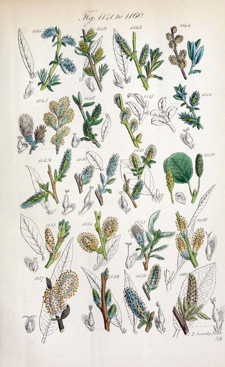 British wild flowers..London,J. Van Voorst,1876.. |  | Vintage Print Reproduction 465279