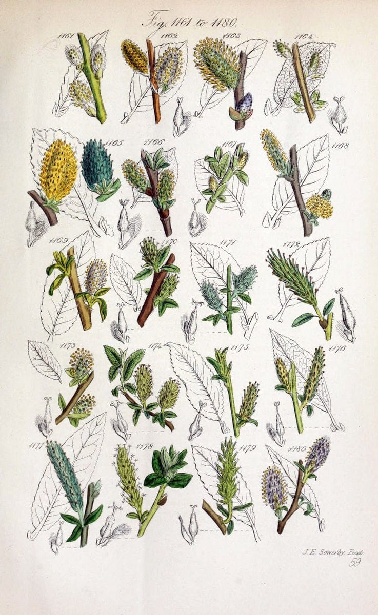British wild flowers..London,J. Van Voorst,1876.. |  | Vintage Print Reproduction 465280