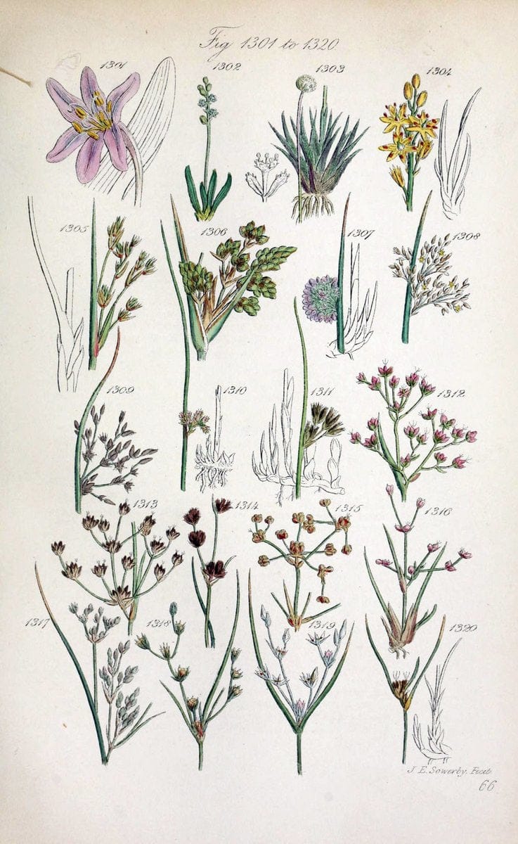 British wild flowers..London,J. Van Voorst,1876.. |  | Vintage Print Reproduction 465287