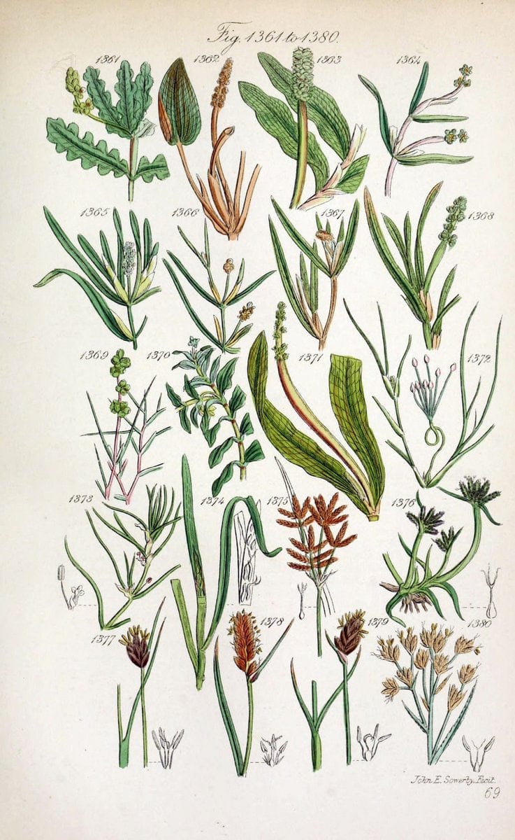 British wild flowers..London,J. Van Voorst,1876.. |  | Vintage Print Reproduction 465290