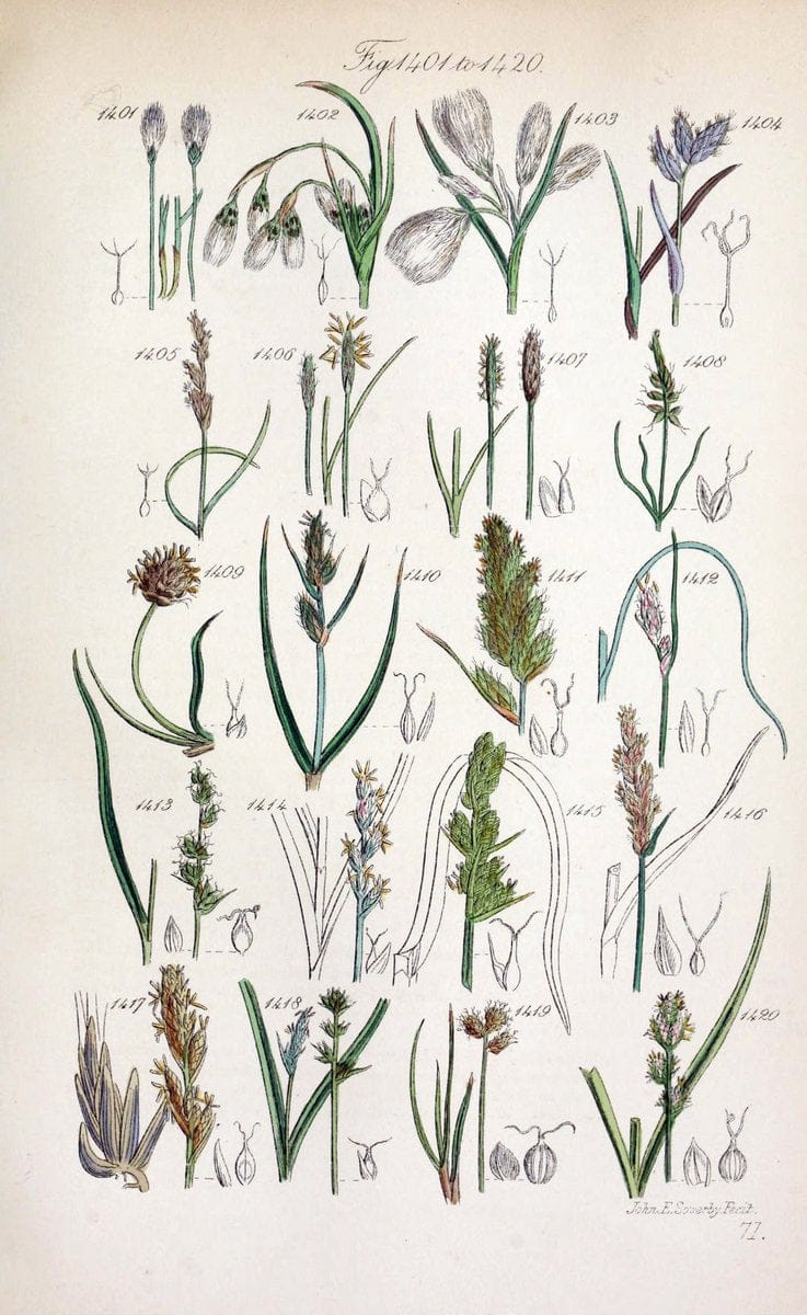 British wild flowers..London,J. Van Voorst,1876.. |  | Vintage Print Reproduction 465292