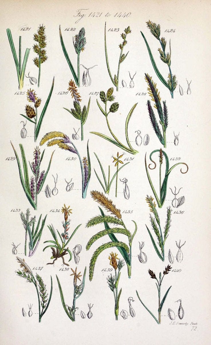 British wild flowers..London,J. Van Voorst,1876.. |  | Vintage Print Reproduction 465293