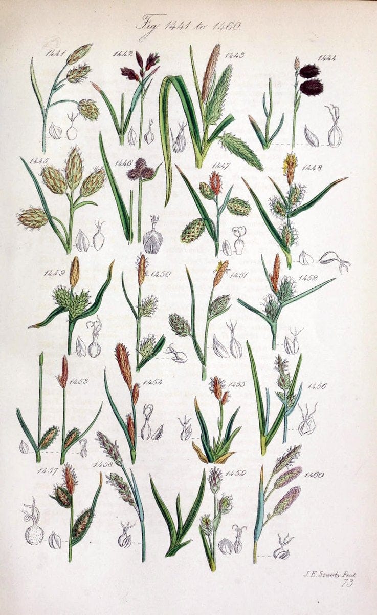 British wild flowers..London,J. Van Voorst,1876.. |  | Vintage Print Reproduction 465294