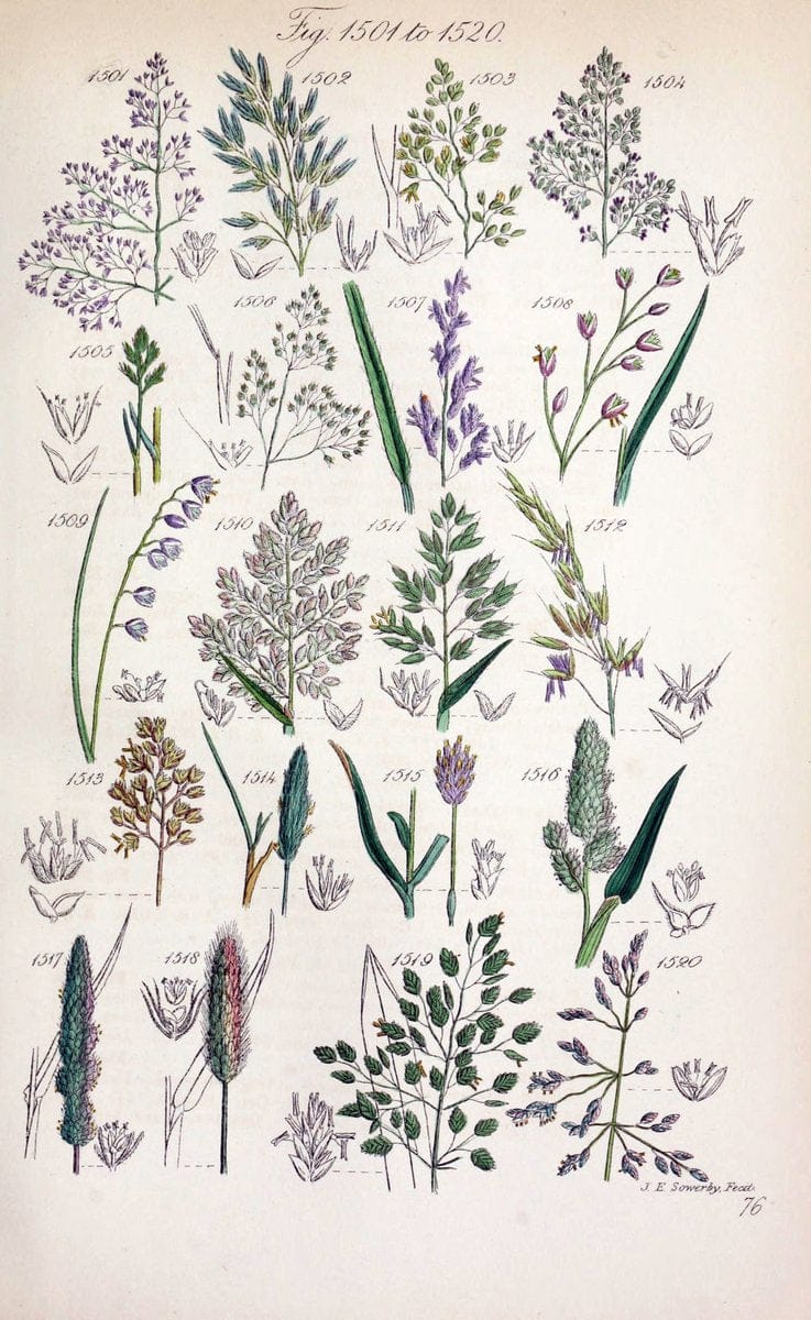 British wild flowers..London,J. Van Voorst,1876.. |  | Vintage Print Reproduction 465297