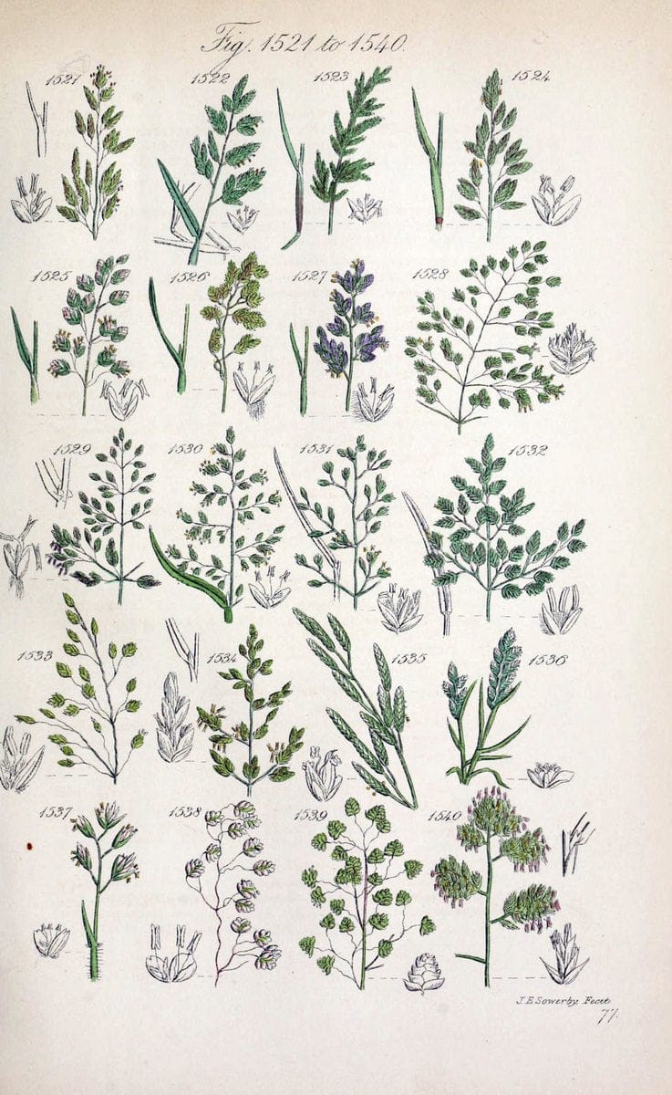 British wild flowers..London,J. Van Voorst,1876.. |  | Vintage Print Reproduction 465298