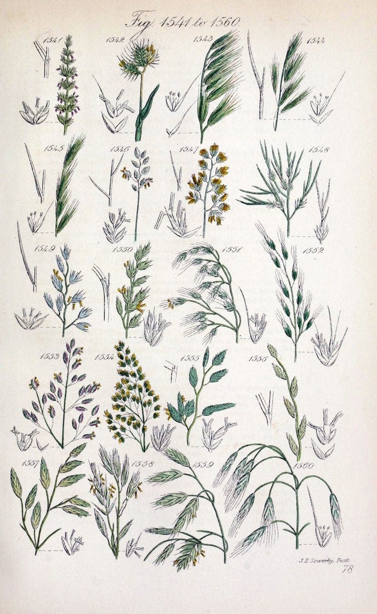 British wild flowers..London,J. Van Voorst,1876.. |  | Vintage Print Reproduction 465299