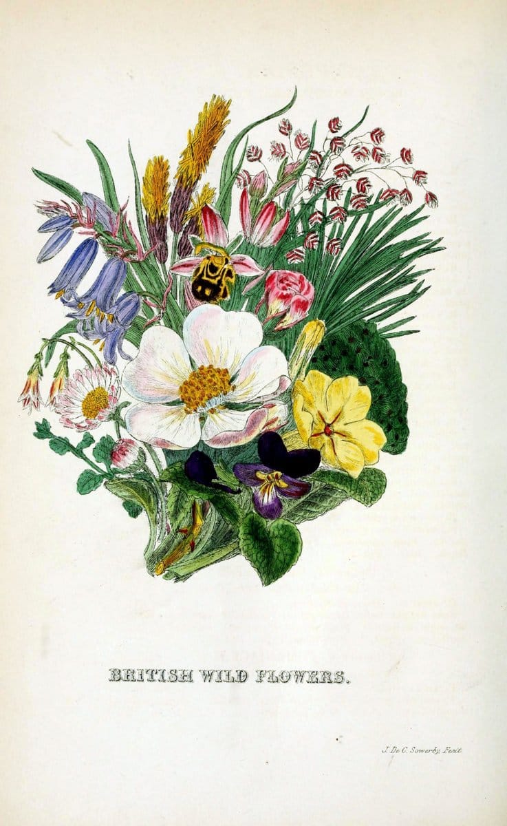 British wild flowers..London,J. Van Voorst,1876.. |  | Vintage Print Reproduction 465302