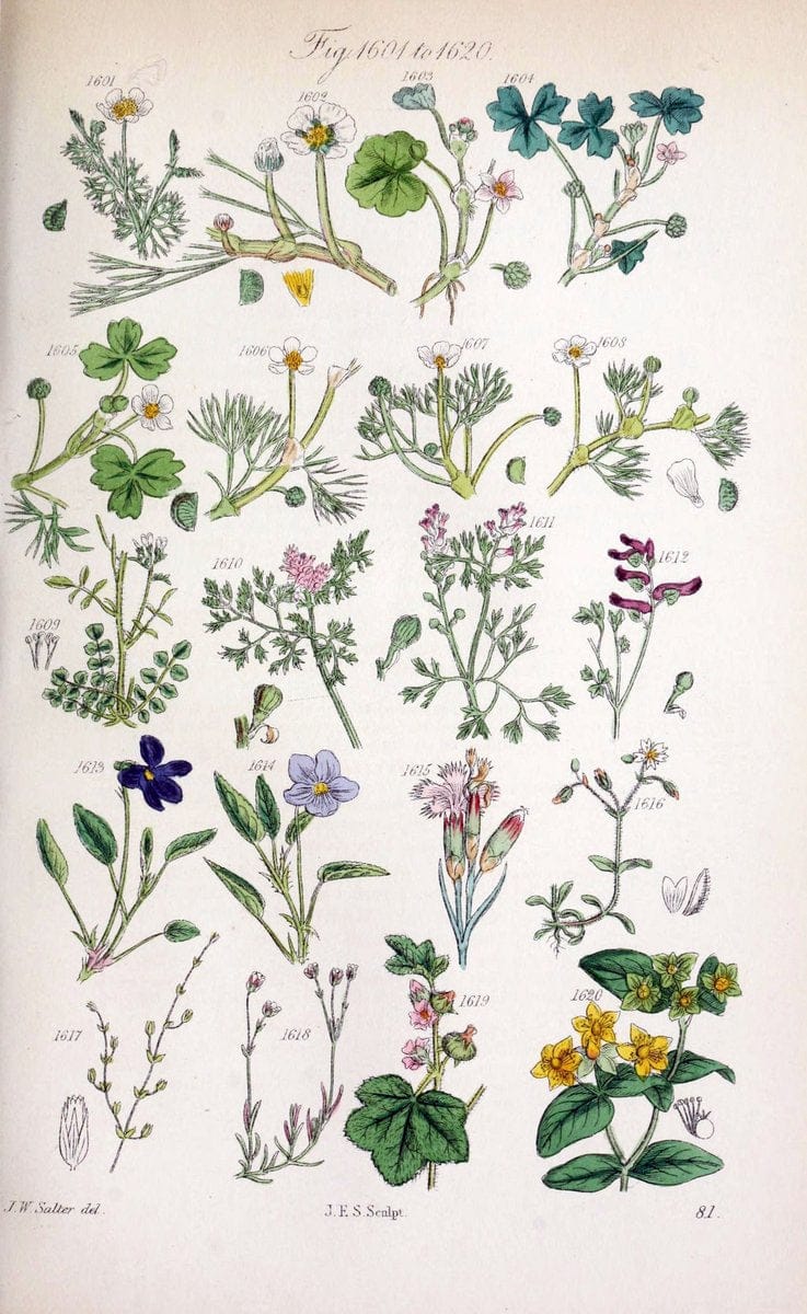 British wild flowers..London,J. Van Voorst,1876.. |  | Vintage Print Reproduction 465303