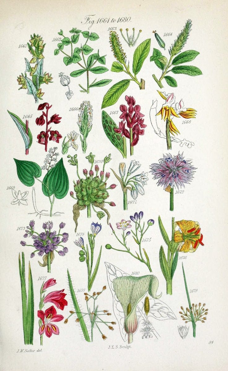 British wild flowers..London,J. Van Voorst,1876.. |  | Vintage Print Reproduction 465306
