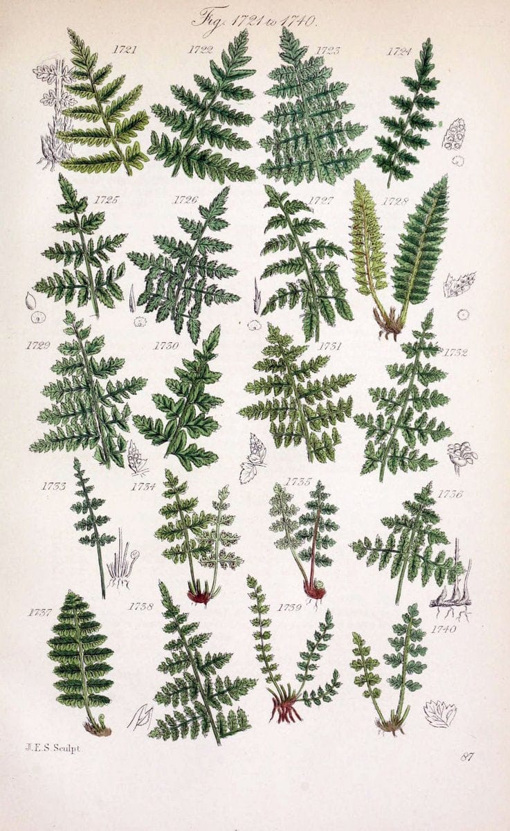 British wild flowers..London,J. Van Voorst,1876.. |  | Vintage Print Reproduction 465309