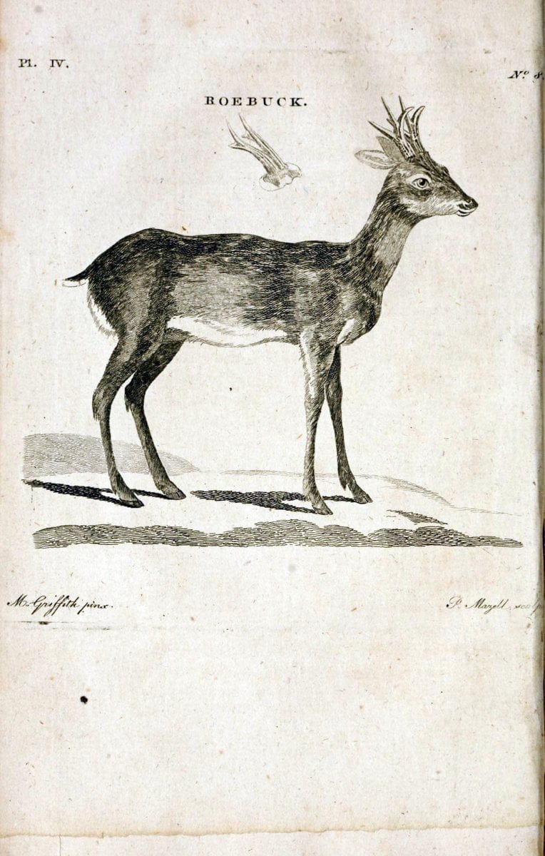 British zoology..Warrington,Printed by W. Eyres, for B. White, London,1776-77.. |  | Vintage Print Reproduction 465312