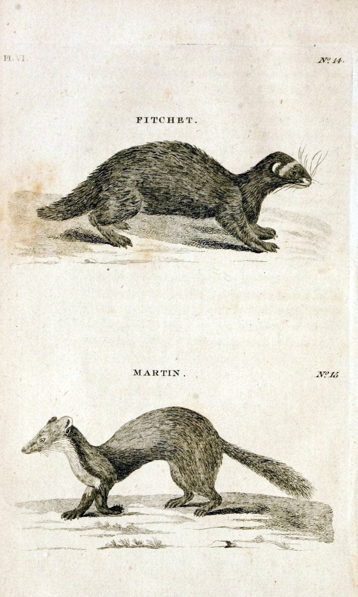 British zoology..Warrington,Printed by W. Eyres, for B. White, London,1776-77.. |  | Vintage Print Reproduction 465313