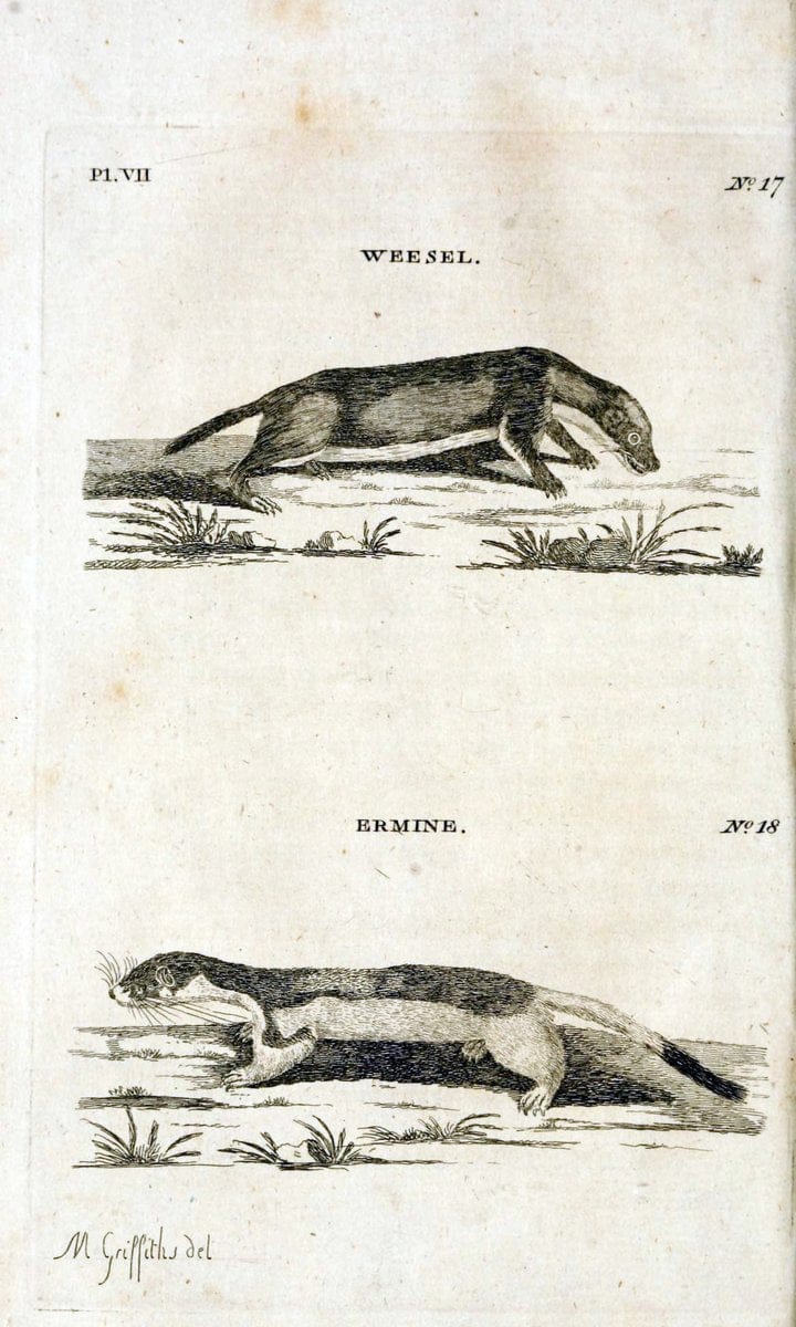 British zoology..Warrington,Printed by W. Eyres, for B. White, London,1776-77.. |  | Vintage Print Reproduction 465314