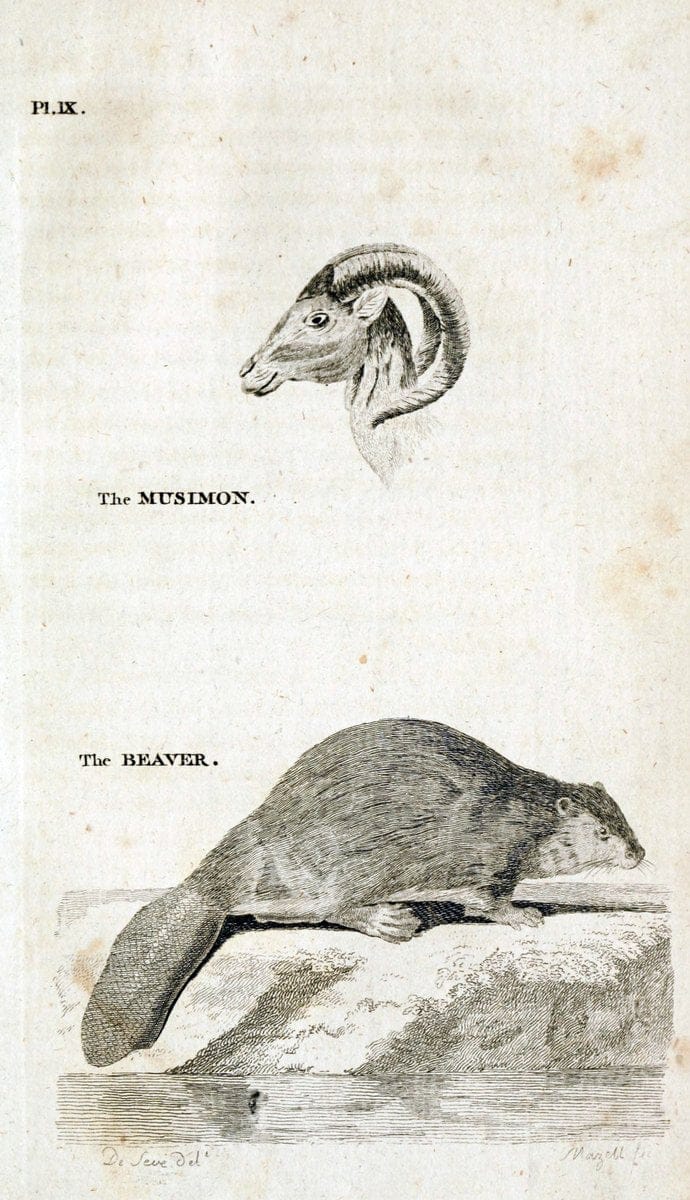 British zoology..Warrington,Printed by W. Eyres, for B. White, London,1776-77.. |  | Vintage Print Reproduction 465316