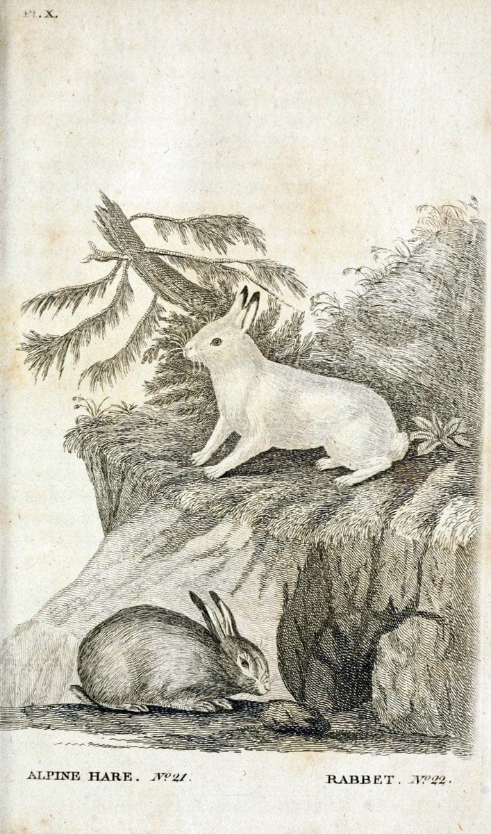 British zoology..Warrington,Printed by W. Eyres, for B. White, London,1776-77.. |  | Vintage Print Reproduction 465317