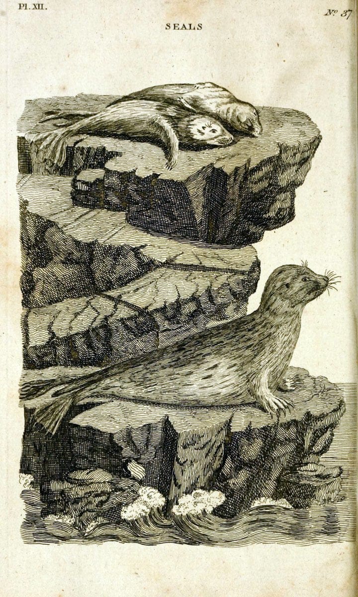 British zoology..Warrington,Printed by W. Eyres, for B. White, London,1776-77.. |  | Vintage Print Reproduction 465319