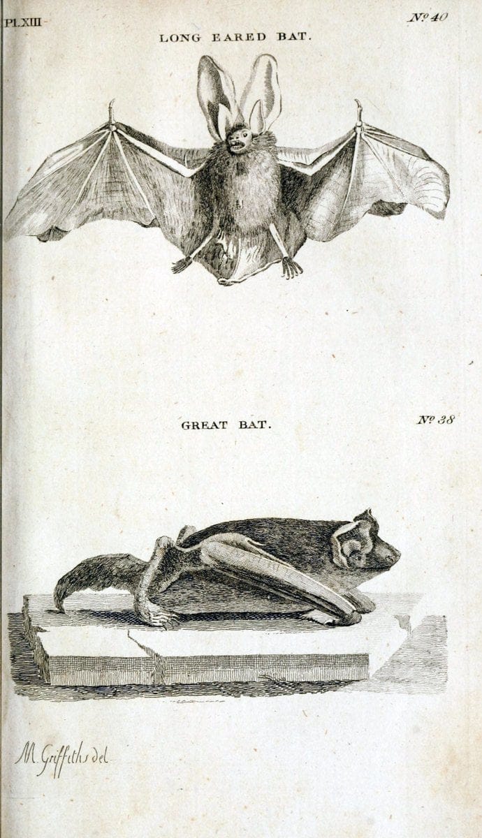 British zoology..Warrington,Printed by W. Eyres, for B. White, London,1776-77.. |  | Vintage Print Reproduction 465320