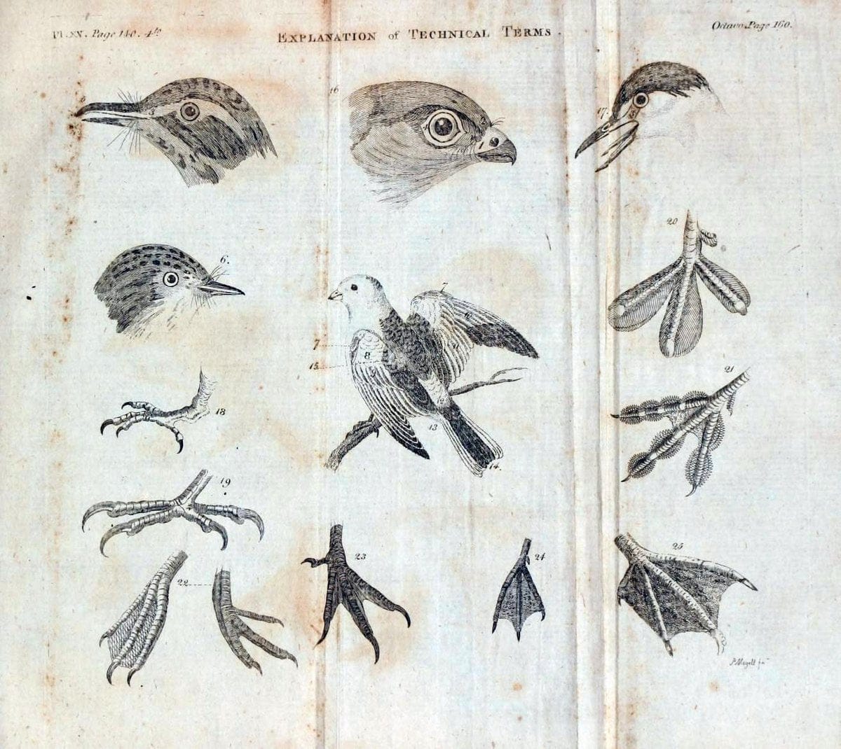 British zoology..Warrington,Printed by W. Eyres, for B. White, London,1776-77.. |  | Vintage Print Reproduction 465321