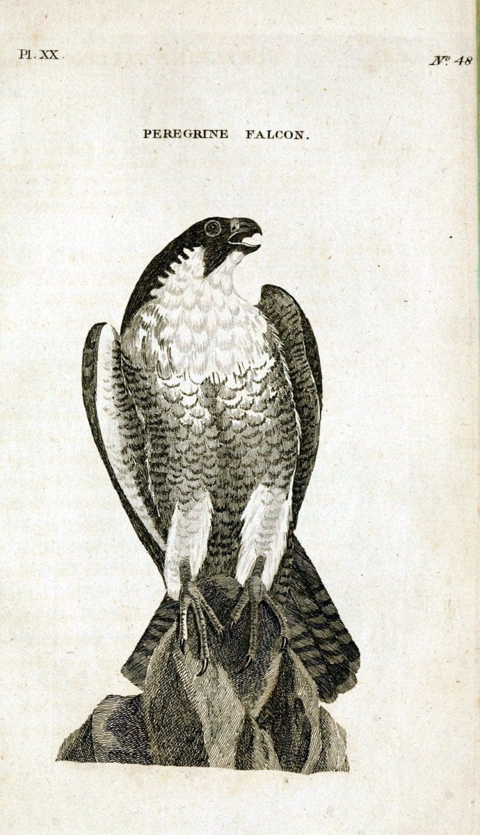 British zoology..Warrington,Printed by W. Eyres, for B. White, London,1776-77.. |  | Vintage Print Reproduction 465326