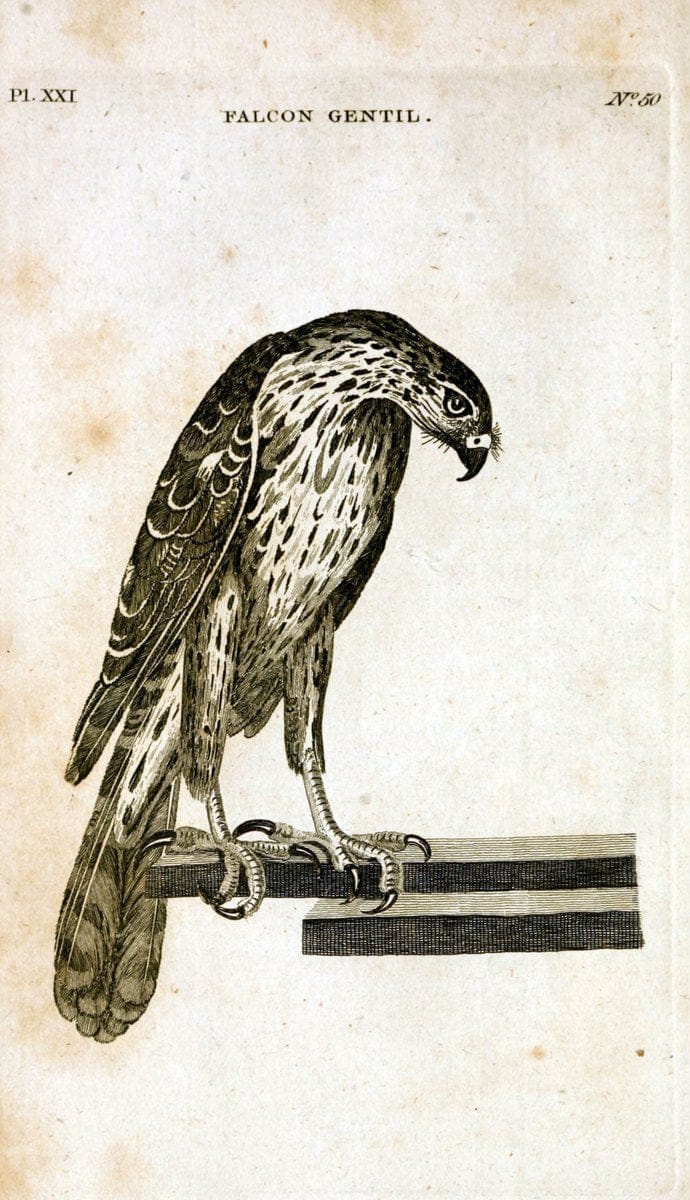 British zoology..Warrington,Printed by W. Eyres, for B. White, London,1776-77.. |  | Vintage Print Reproduction 465327