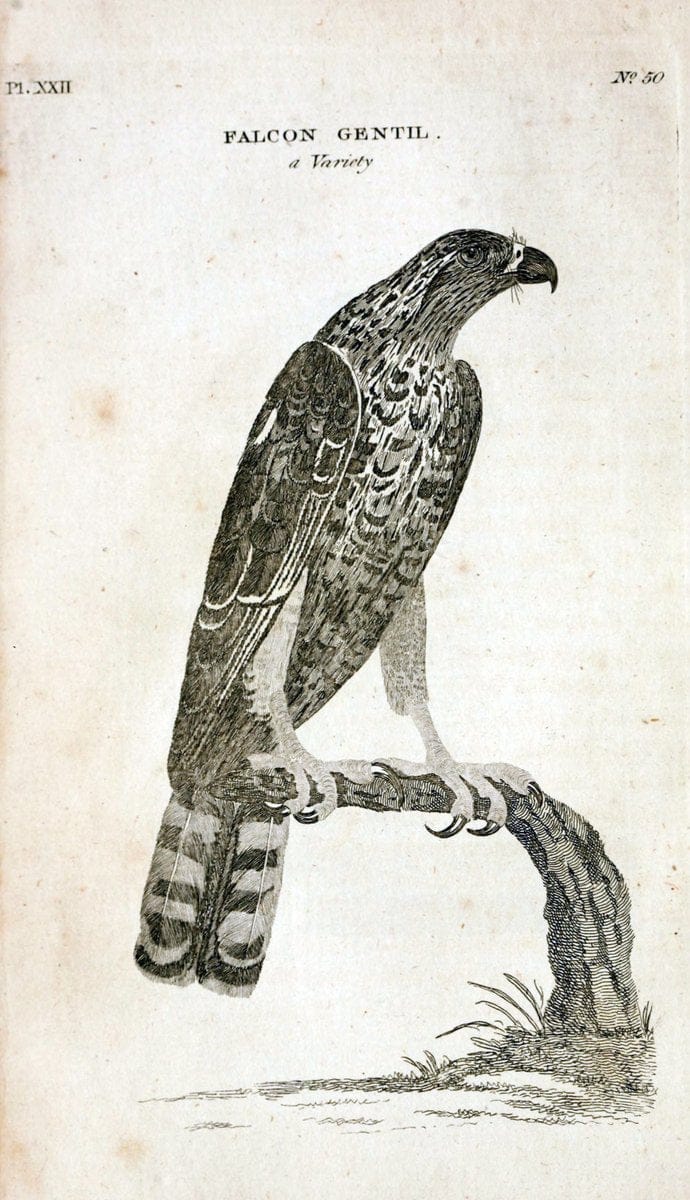 British zoology..Warrington,Printed by W. Eyres, for B. White, London,1776-77.. |  | Vintage Print Reproduction 465328
