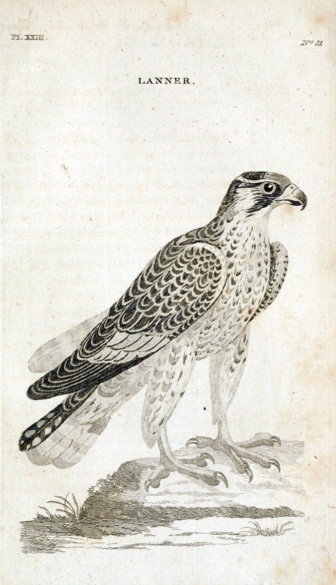British zoology..Warrington,Printed by W. Eyres, for B. White, London,1776-77.. |  | Vintage Print Reproduction 465329