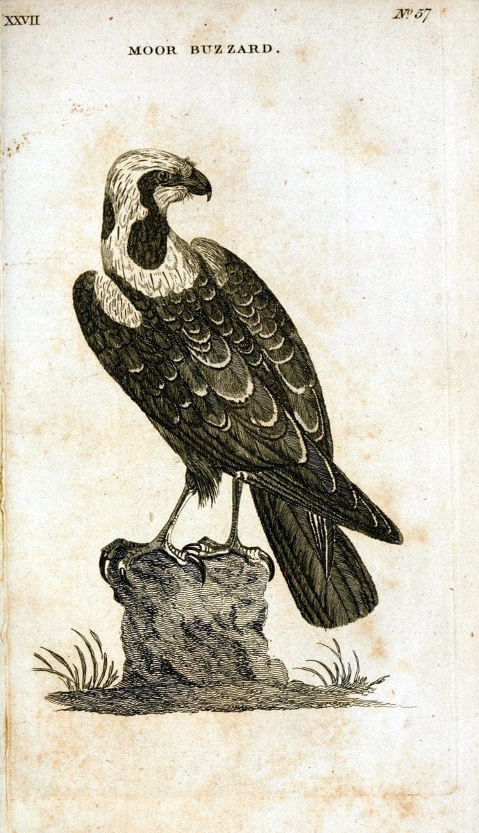 British zoology..Warrington,Printed by W. Eyres, for B. White, London,1776-77.. |  | Vintage Print Reproduction 465333