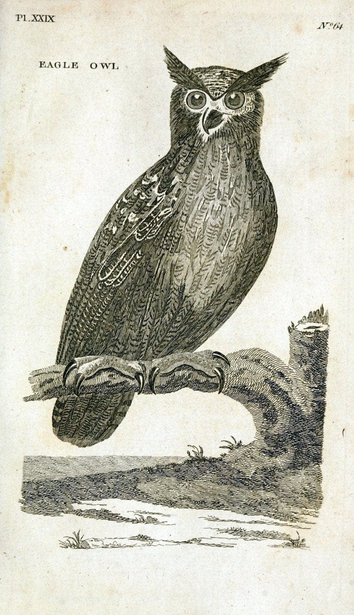 British zoology..Warrington,Printed by W. Eyres, for B. White, London,1776-77.. |  | Vintage Print Reproduction 465335