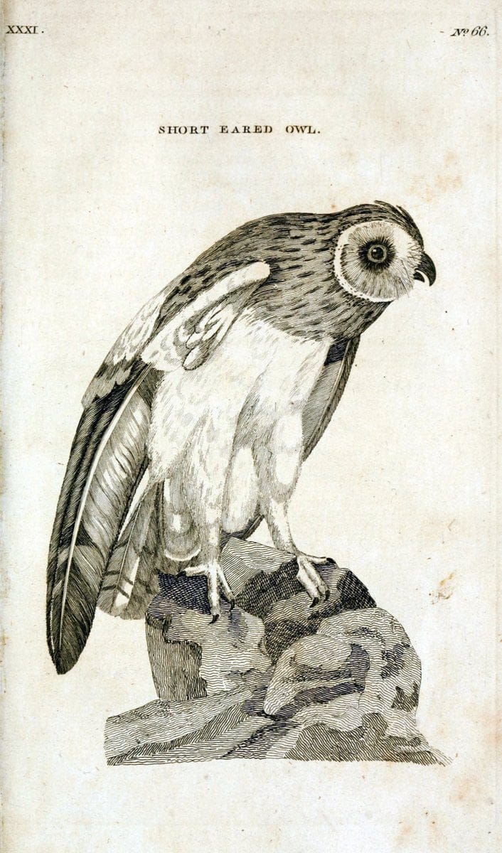 British zoology..Warrington,Printed by W. Eyres, for B. White, London,1776-77.. |  | Vintage Print Reproduction 465337