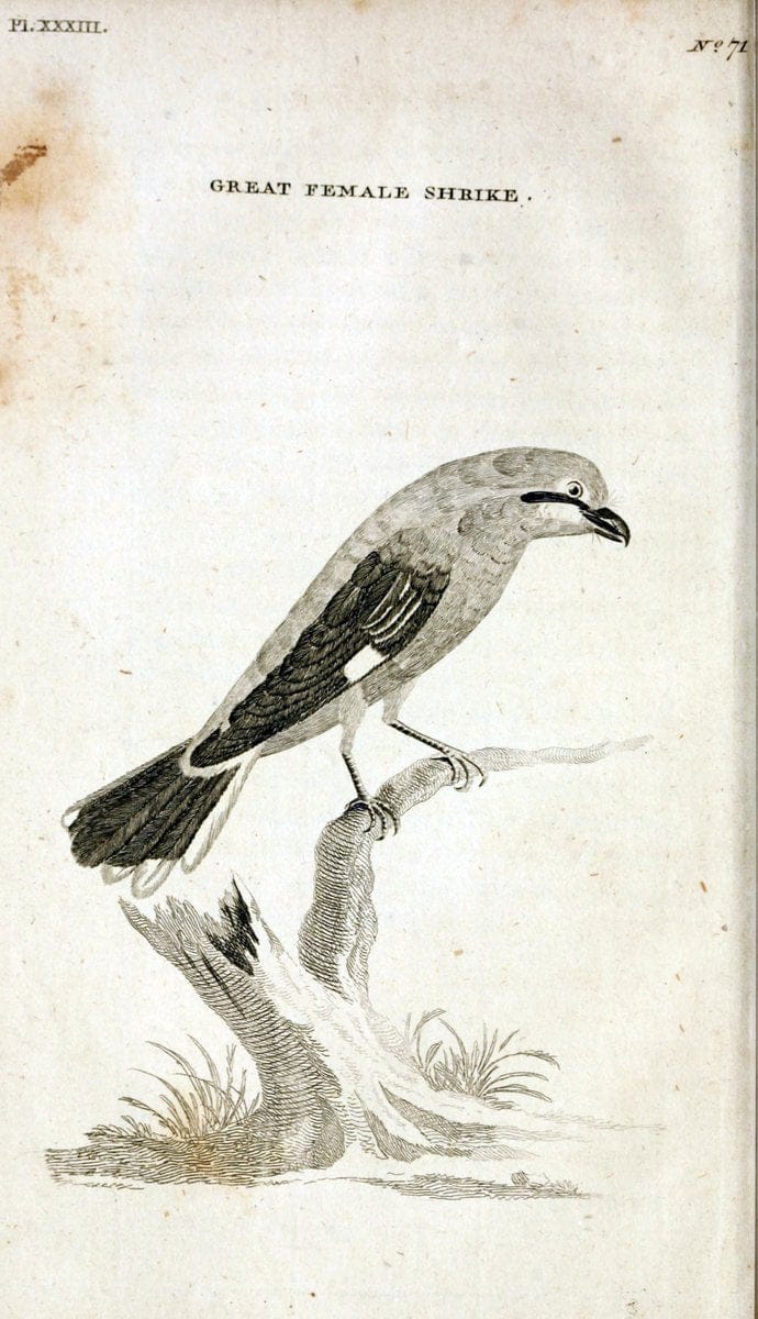 British zoology..Warrington,Printed by W. Eyres, for B. White, London,1776-77.. |  | Vintage Print Reproduction 465339